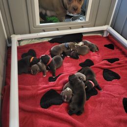 American Bully and Boston Terrier Puppies from Greenberg's Boston Terriers & Bullies of Metro Detroit