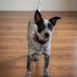 Australian Cattle Dog puppies from Teyvat Cattle Dogs