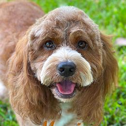 Moxie - Cockapoo
