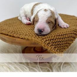 Tex - Parti male Goldendoodle puppy in State Road, North Carolina from Must Love Doodles