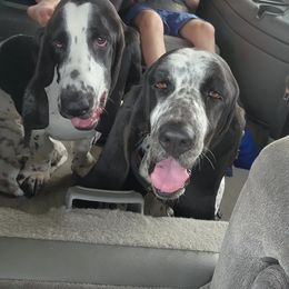 Basset Hound Puppies from Howlin Hounds