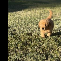 Lloyd - Golden male Golden Retriever puppy in Chandler, Arizona from Az K9 Companions