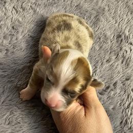 Dilute Sable Merle Boy - Sable merle and white male American Corgi puppy in Winston, Oregon from There and Back Again Corgis