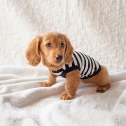 Chance - Red male Dachshund puppy in South Willard, Utah from Doxies in the Sun