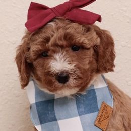 Goldendoodles from West U Doodles