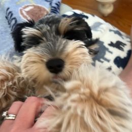 Bruno - Miniature Schnauzer