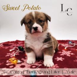 Sweet Potato - Red male Pembroke Welsh Corgi puppy in Pine Village, Indiana from NL Horsemanship
