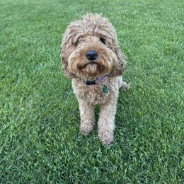 Posie - Goldendoodle