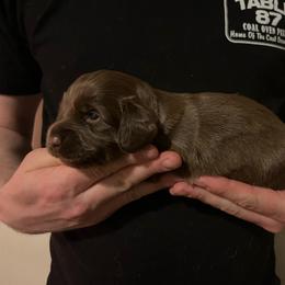 Pecan - Chocolate male Dachshund puppy in Gainesville, Florida from Mini Dots Mini Dachshunds