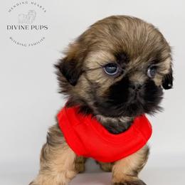 Erling - Brindle male Shih Tzu puppy in League City, Texas from Divine Pups