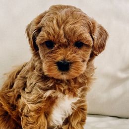 Cavapoochons from Doodle Puppy Crew