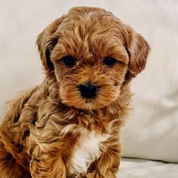 Cavapoochons from Doodle Puppy Crew