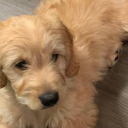 Goldendoodle adult dog