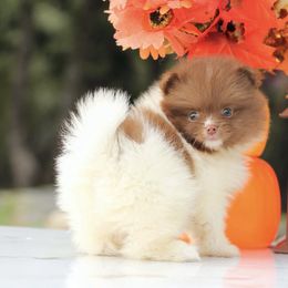 AKC Cookie - Chocolate parti female Pomeranian puppy in Santa Rosa, California from Cute California Poms