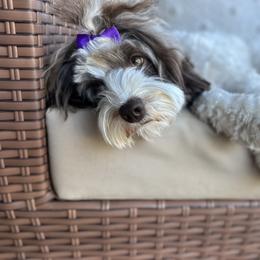 Stormy - Australian Labradoodle