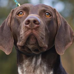 German Shorthaired Pointer All Grown Up from Windward German Shorthaired Pointers