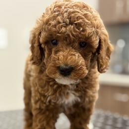 Bernedoodle, Goldendoodle, and Poodle Puppies from 4goldendoodles
