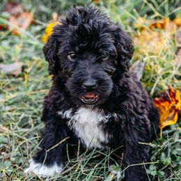 Double Doodle and Labradoodle Puppies from Delightfully Double Doodles