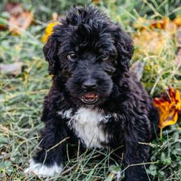 Double Doodle and Labradoodle Puppies from Delightfully Double Doodles