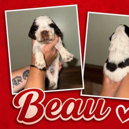 Beau - Liver white and tan male English Springer Spaniel puppy in Williston, Florida from Parks Paradise Springers
