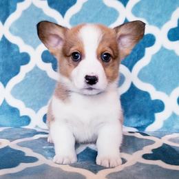 American Corgi and Pembroke Welsh Corgi Puppies from Whimsical Treasure Corgis