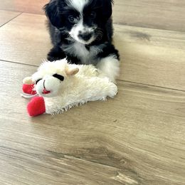 Girl 2 - Black and white female Aussiedoodle puppy in Martin County, Florida from Biggie Ranch