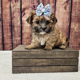 Macey - Gold female Morkie puppy in Monticello, Iowa from Ashley’s Puppies