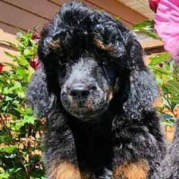 Golden Retriever and Poodle All Grown Up from ERSA Acres Golden Retrievers...limited registration only offered