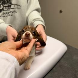 Peach 1.8 lbs - Piebald female Dachshund puppy in Magnolia, Texas from Carrie’s Countryside Dachshunds