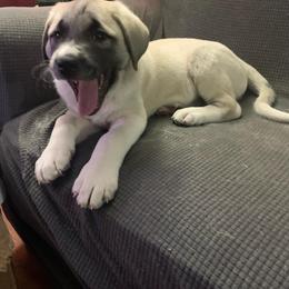 Anatolian Shepherd Dog Puppies from T&S Anatolians