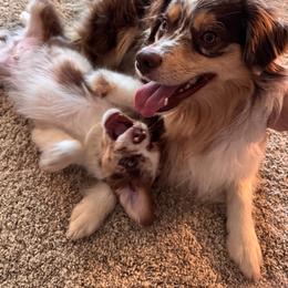 Miniature Australian Shepherd Puppies from Southern Oak Pups