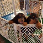 Gordon Setter Puppies from Echoglen Gordon Setters