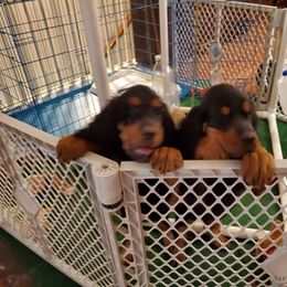 Gordon Setter Puppies from Echoglen Gordon Setters
