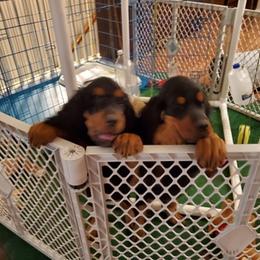Gordon Setter Puppies from Echoglen Gordon Setters
