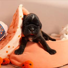 Orange Boy - Brindle male Boxer puppy in Marion, Montana from Serendipity's European Boxers