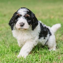Aussiedoodle Puppies from Amos and Oak Doodles