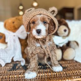 Paddington - Red  male Goldendoodle puppy in New Harmony, Indiana from Cottonwood Farms