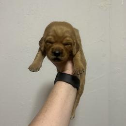 Kahula (brown) - Dark golden female Golden Retriever puppy in Bynum, Montana from Summit Canine Breeding
