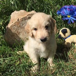 Goldendoodle Puppies from Connie’s Goldendoodles