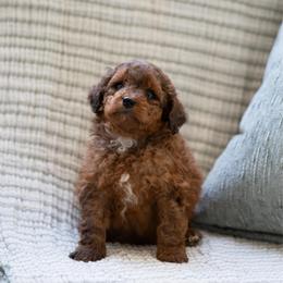 Milo SABLE MALE - Sable male Aussiedoodle puppy in Jacksonville, Florida from Lolo’s Aussiedoodle