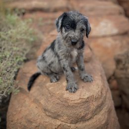Aussiedoodle and Leopardoodle Puppies from A Puppy Crush