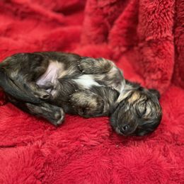 Dachshund Puppies from Miss Ginny’s Minis