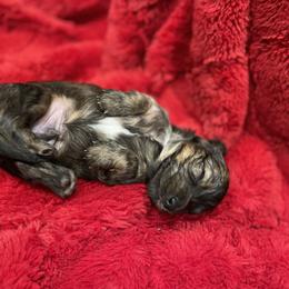 Dachshund Puppies from Miss Ginny’s Minis