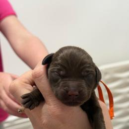 Tangerine - Chocolate male Labrador Retriever puppy in Elloree, South Carolina from Moonlight Kennels LLC