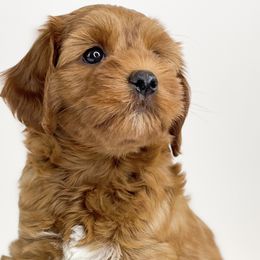 Skittles - Red Australian Labradoodle puppy in Roseville, California from Darby Park Doodles