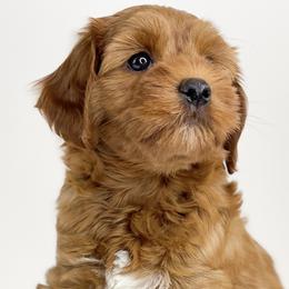 Skittles - Red Australian Labradoodle puppy in Roseville, California from Darby Park Doodles