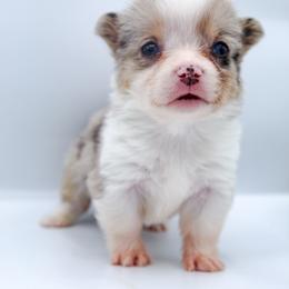 Meeko - Blue merle and white male American Corgi puppy in Star City, Arkansas from T4 Farms