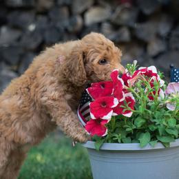 Australian Labradoodle Puppies from Forever Friends Labradoodles