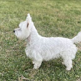 West Highland White Terriers from Briana Faulk