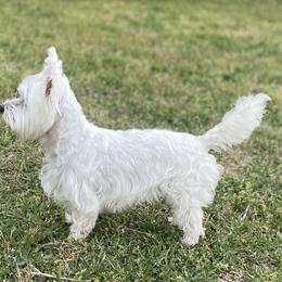 West Highland White Terriers from Briana Faulk